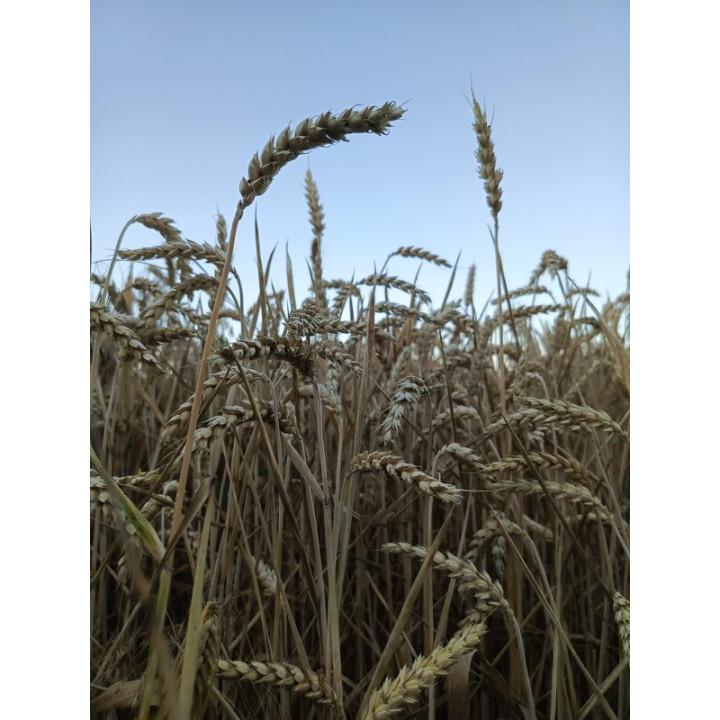 Леля