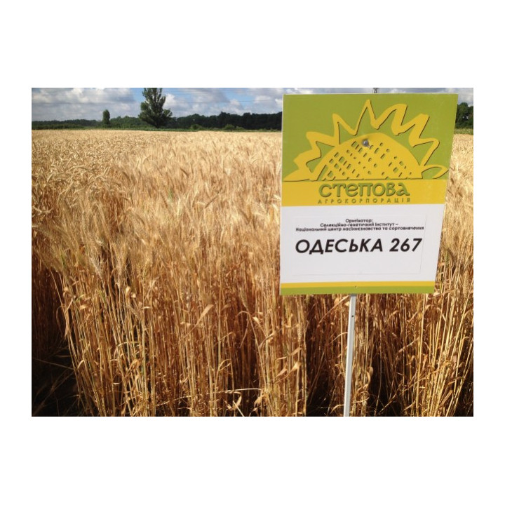 Одеська 267 (100/92) / Одеська 267