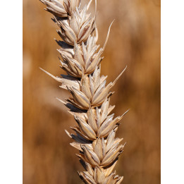 Licamero / Лікамеро