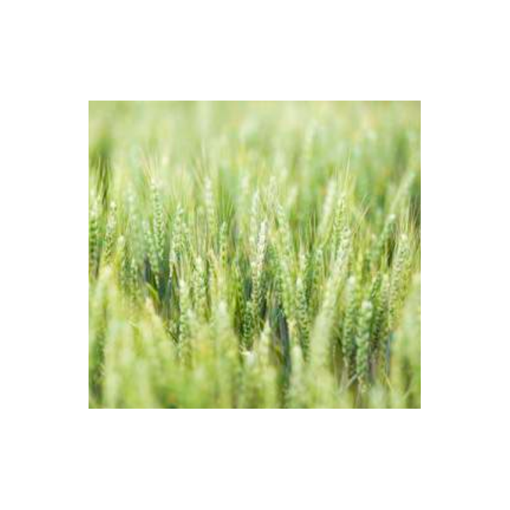 LUPIDUR / ЛУПІДУР