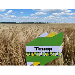 KWS Tenor / КВС Тенор