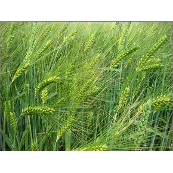 LAURIN / ЛАУРІН