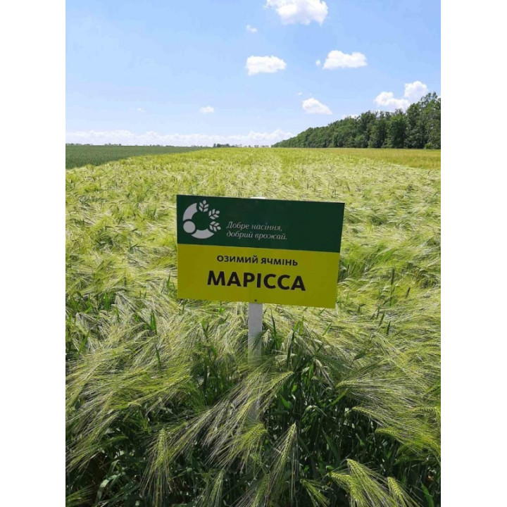 MARISSA / МАРІССА