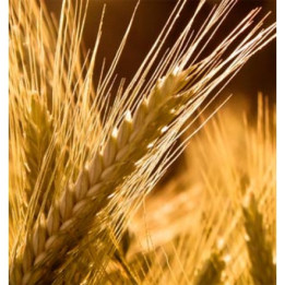 Зимовий