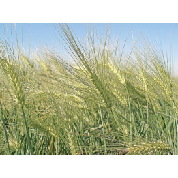 Козацький