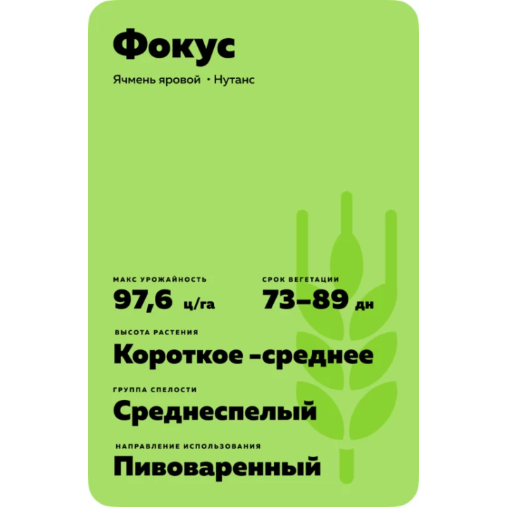 Focus / Фокус