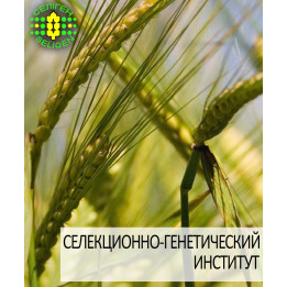 Одесский 115 / Одеський 115