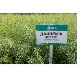 Dynamic / Дайнемік