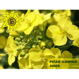 Каменяр