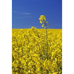 КІМ