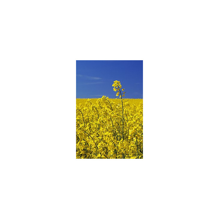 КІМ