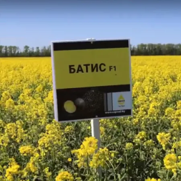 Batis / Батис