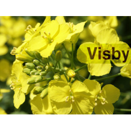 Visby / Вісбі