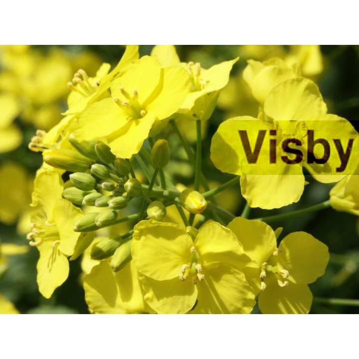 Visby / Вісбі