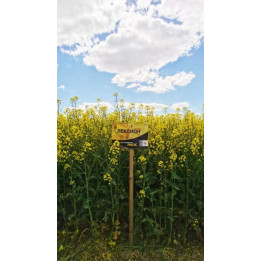 Lexion / Лексіон