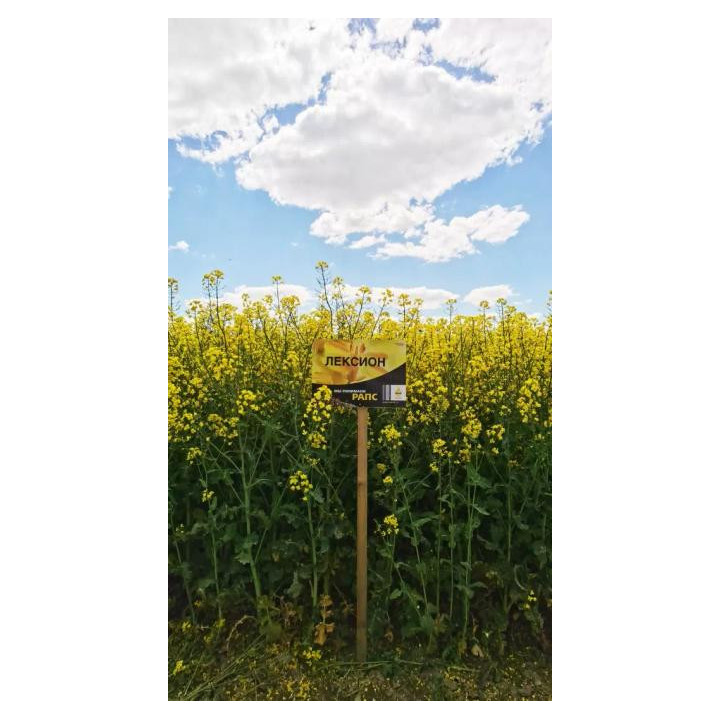Lexion / Лексіон