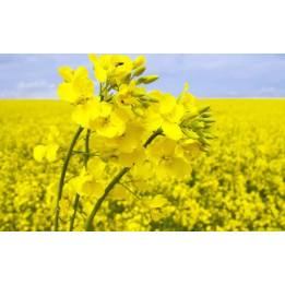 Libea / Лібеа