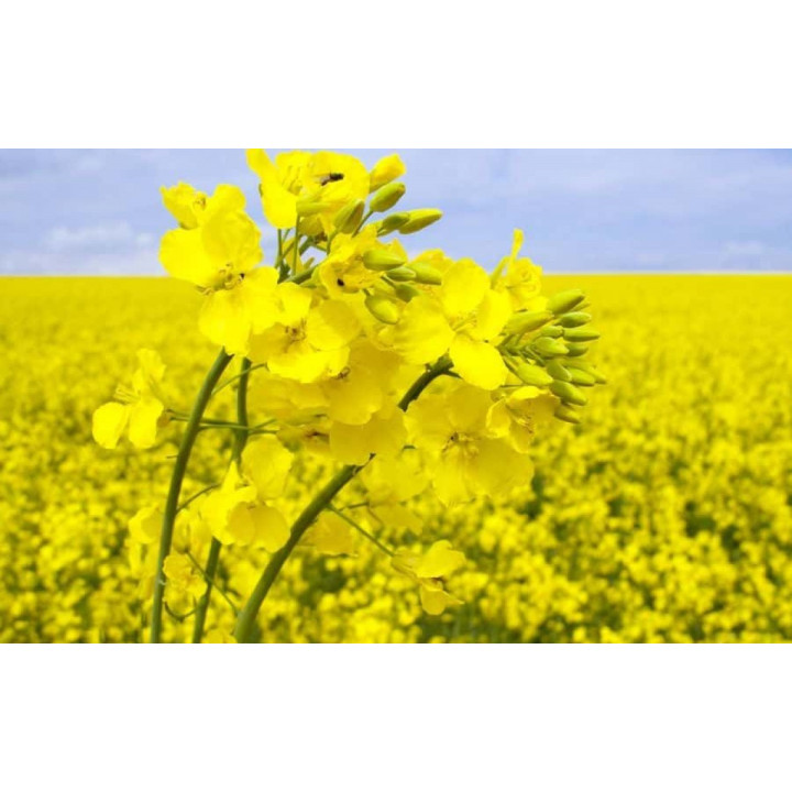 Libea / Лібеа