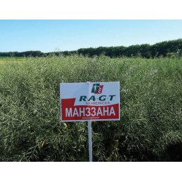 MANZZANA / МАНЗЗАНА