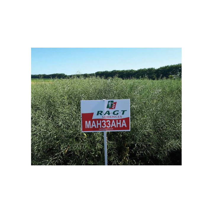 MANZZANA / МАНЗЗАНА