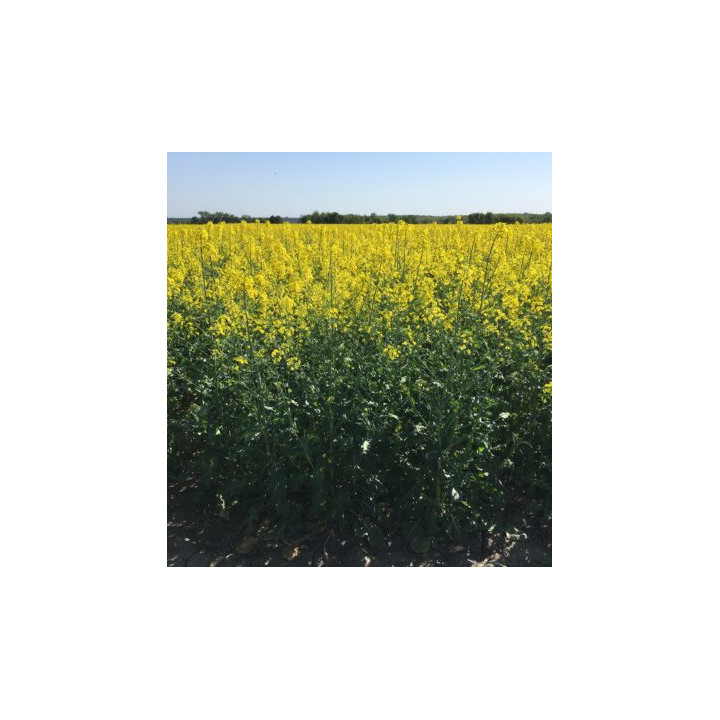 Caramino CL / Караміно КЛ