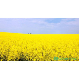 Персей