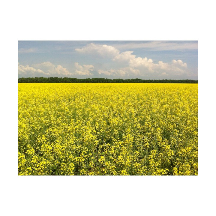 Поляріс