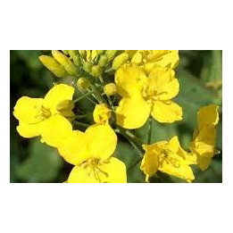 PR46H75 / ПР46Х75
