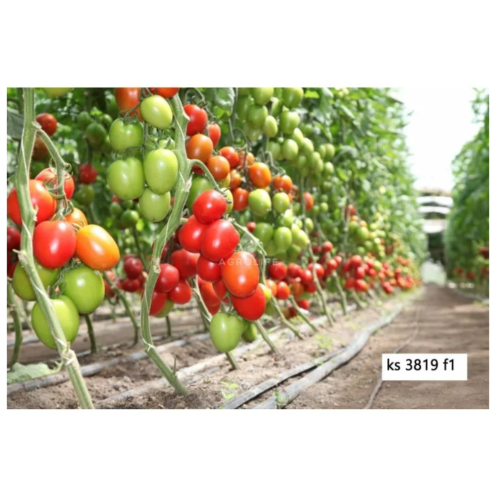 Banti / Банті