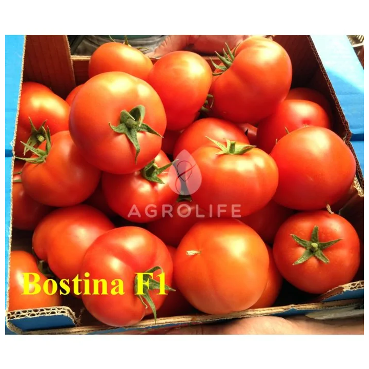 Bostina F1 / Бостіна F1