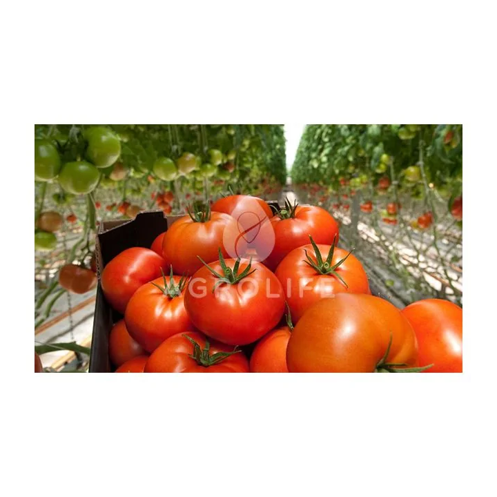 Growdena F1 / Гродена F1