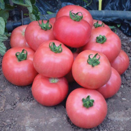 Dimerosa / Дімероза