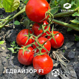 Advisor / Едвайзор