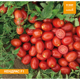Kendras / Кендрас