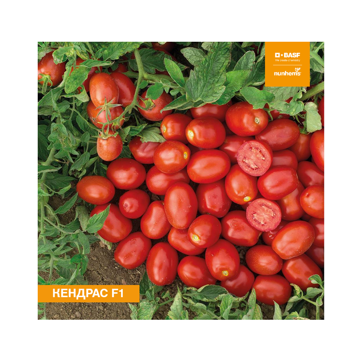 Kendras / Кендрас