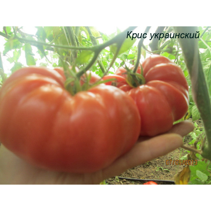 Kryss / Крисс