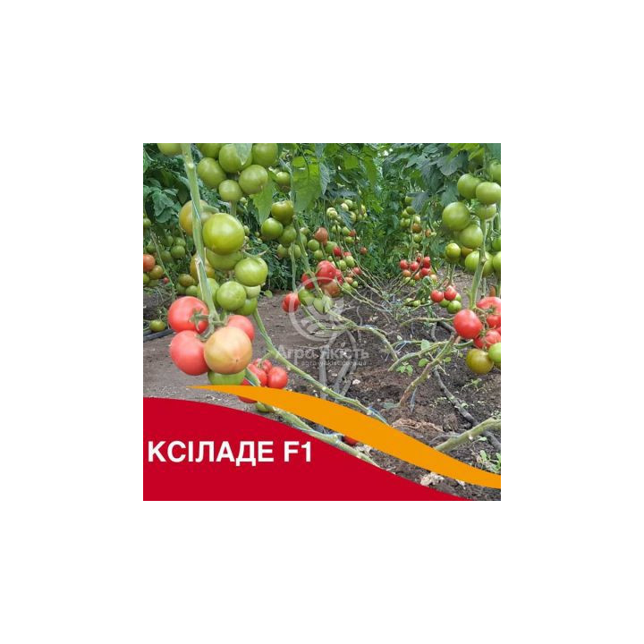Xilaide No1 / Ксілад Но1