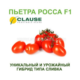 Побратим F1