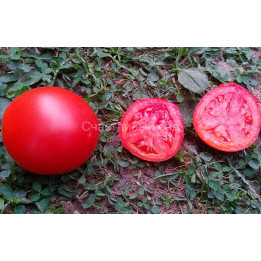 Red Flash / Ред Флеш