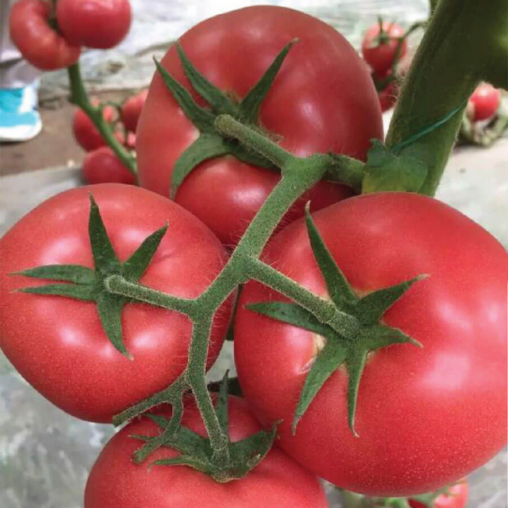 РІЗОТТА