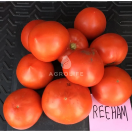 Reeham / Ріхам