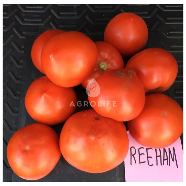 Reeham / Ріхам