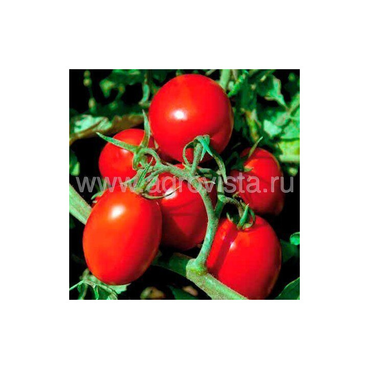 SV8840TM / СВ8840ТМ
