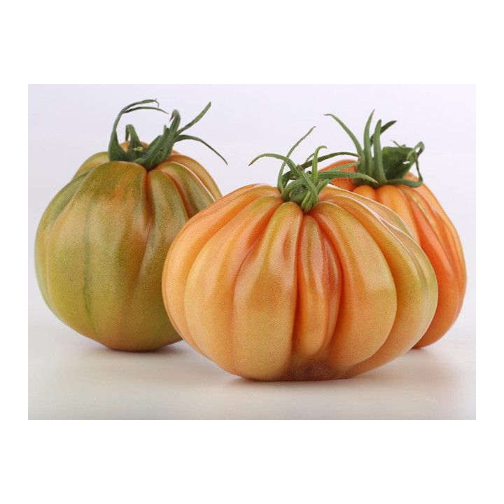 Tarquito / Таркюто