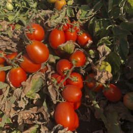 Heinz5108 / Хайнц5108