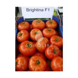 Brightina F1 / Брайтіна F1