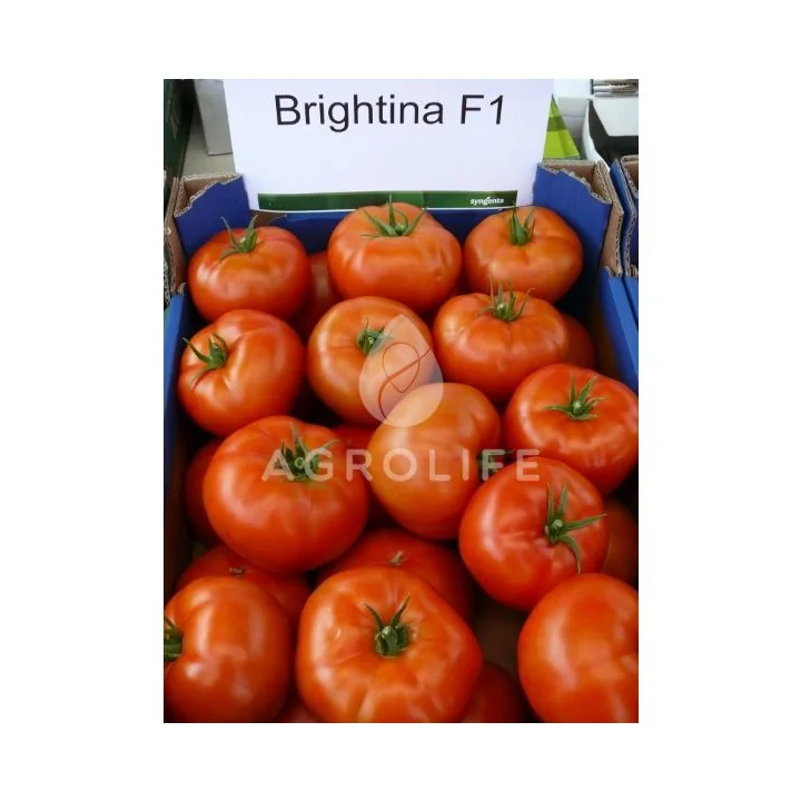 Brightina F1 / Брайтіна F1