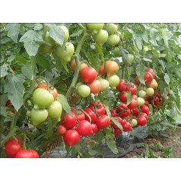 Veggo / Вігго