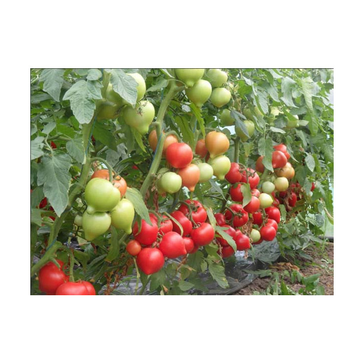 Veggo / Вігго