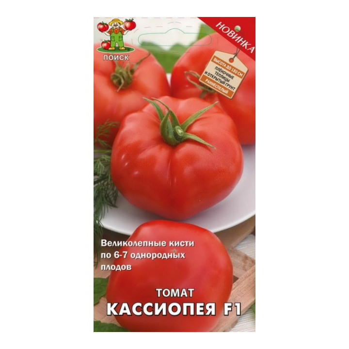 Cassiopea F1 / Касіопея F1